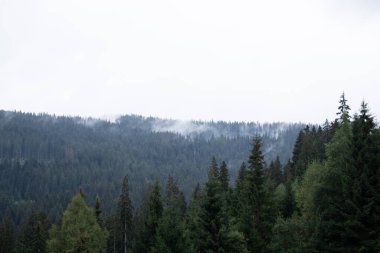 Etrafı bulutlarla çevrili çam ormanı, gizem.