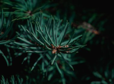 Çam Ağacı dalları, soğuk hava.