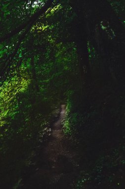 Orman, patika, güzel doğa, güneş ışığı geliyor.