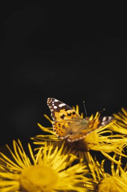 Sarı çiçekli turuncu kelebek, yaz zamanı.