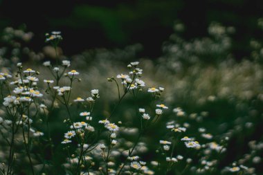 Bahar çiçekleri, çiçekler, doğa.