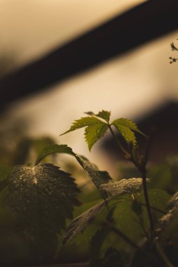 Su damlaları, soğuk yağmur, güzel doğa.