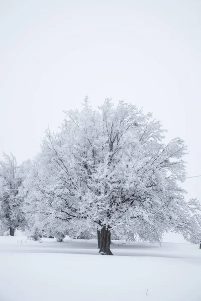 Kışın beyaz orman, soğuk kar