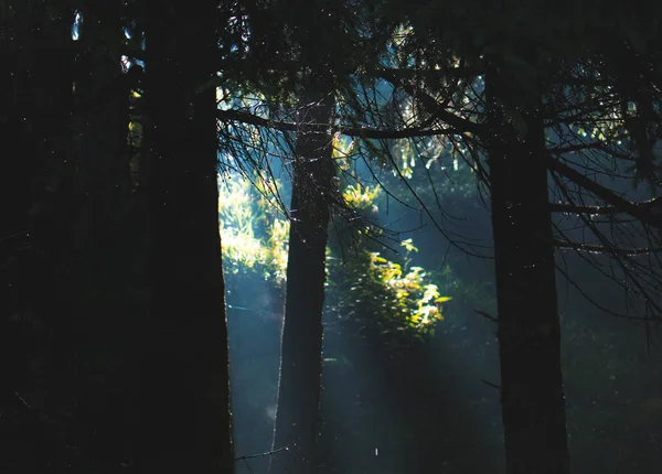 Pine Forest Drops Water Trees Fog Surrounding Sunlight Coming — Stock Photo, Image