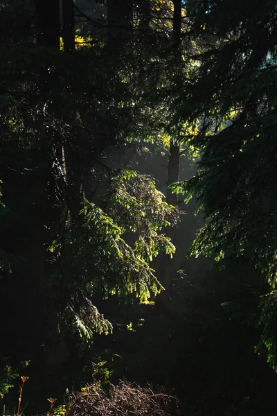 Pine Forest Drops Water Trees Fog Surrounding Sunlight Coming — Stock Photo, Image