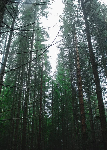 Floresta Pinheiro Com Longas Árvores Vazias Pouca Luz — Fotografia de Stock