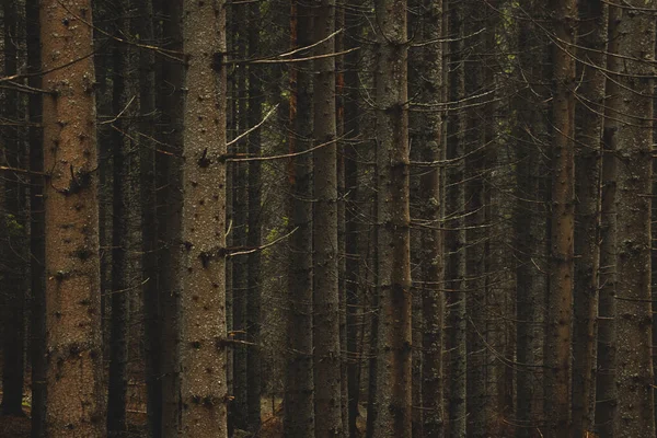 Kiefernwald Mit Langen Leeren Bäumen Wenig Licht — Stockfoto