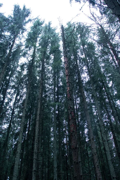 Kiefernwald Mit Langen Leeren Bäumen Wenig Licht — Stockfoto