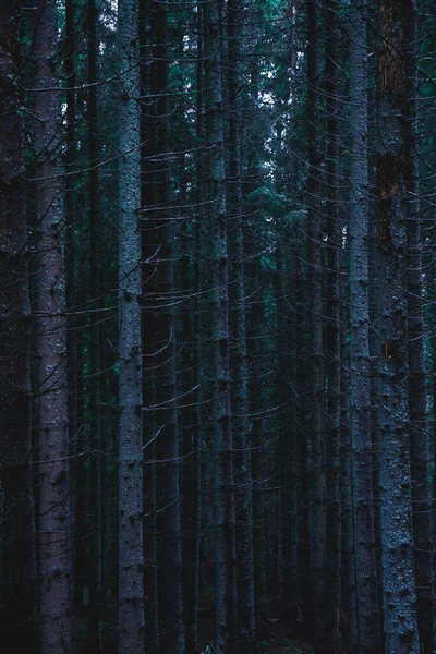 Forêt Pins Avec Longs Arbres Vides Faible Lumière — Photo