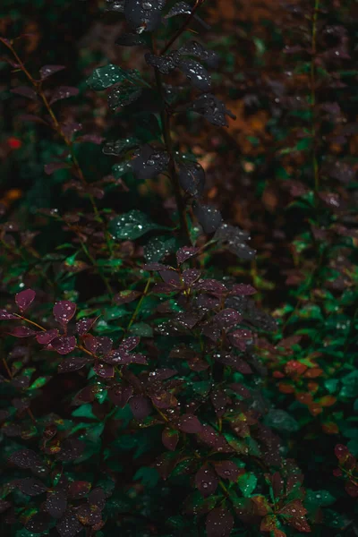 水の滴と緑の紫色の植物 美しい自然 暗い光 — ストック写真