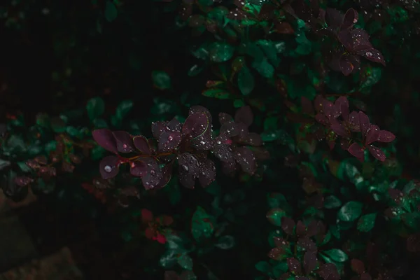 Grön Lila Växt Med Droppar Vatten Vacker Natur Mörkt Ljus — Stockfoto