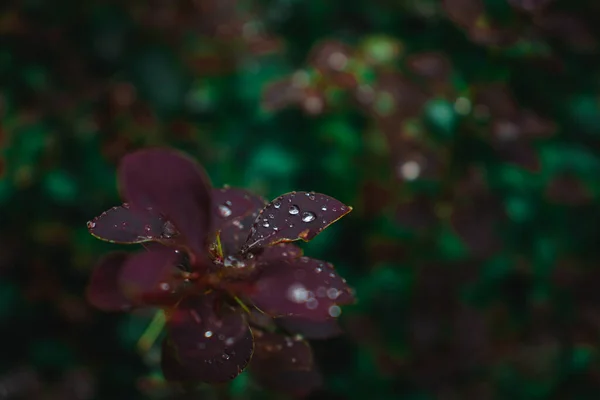 水の滴と緑の紫色の植物 美しい自然 暗い光 — ストック写真