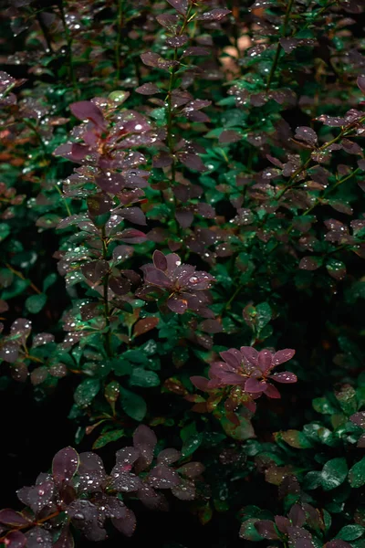 Planta Verde Púrpura Con Gotas Agua Hermosa Naturaleza Luz Oscura —  Fotos de Stock