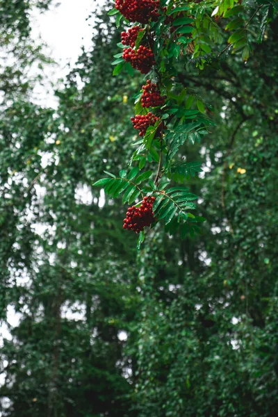 Arbre Aux Fruits Rouges Avec Gouttes Eau Jour Pluie — Photo