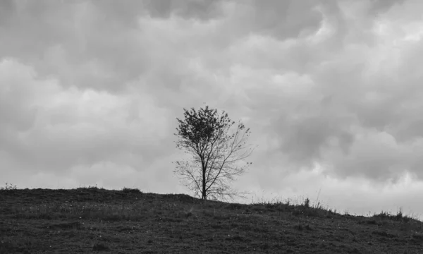 Single Tree Het Land Veld Zwart Wit Half Gedroogd — Stockfoto