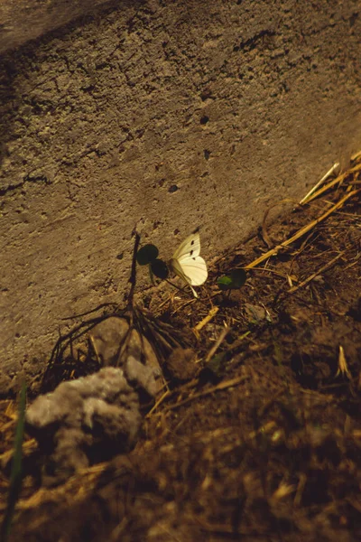 Mariposa Blanca Volando Naturaleza Simple Luz Vintage — Foto de Stock