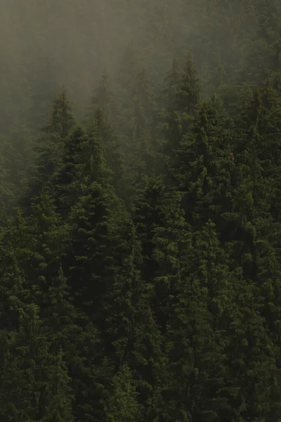 Floresta Pinheiro Com Nuvens Neblina Torno Dele Mistério — Fotografia de Stock