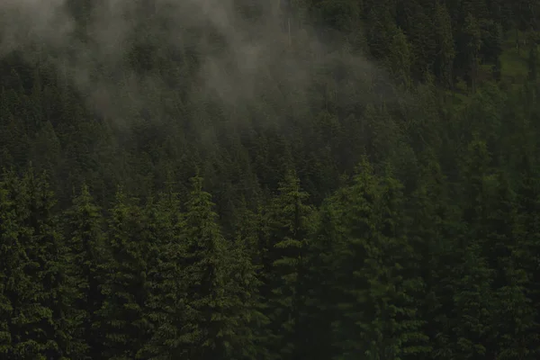 Floresta Pinheiro Com Nuvens Neblina Torno Dele Mistério — Fotografia de Stock