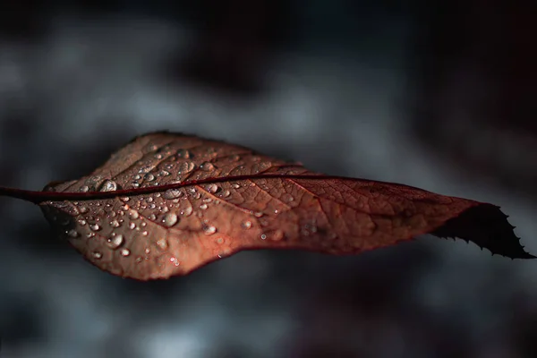Bruin Blad Met Druppels Water Prachtige Natuur Donker Licht — Stockfoto