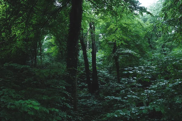 Forest Path Beautiful Nature Sunlight Coming — Stock Photo, Image