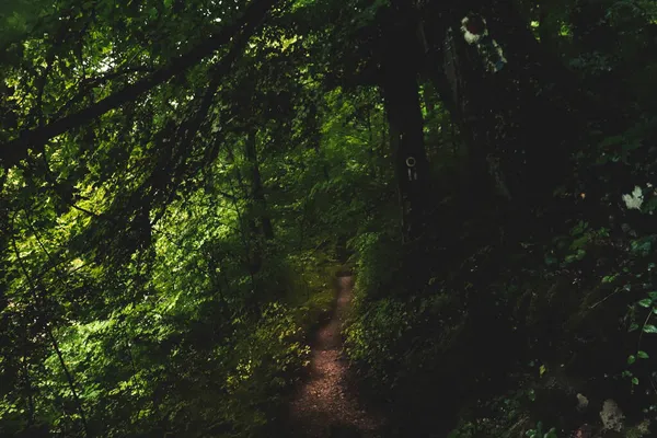 Erdő Gyönyörű Természet Napfény Közeleg — Stock Fotó