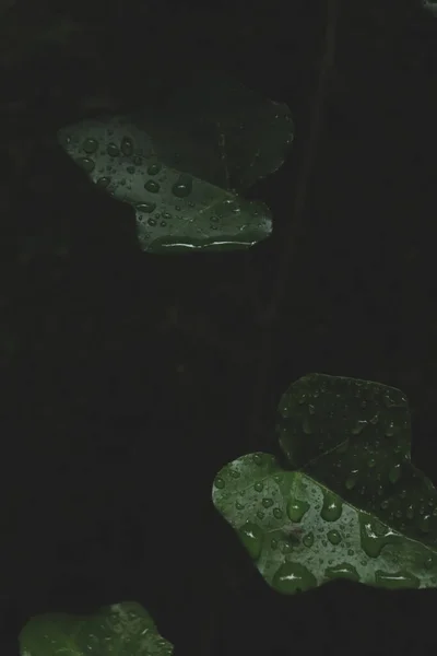 Planta Roxa Verde Com Gotas Água Bela Natureza Luz Escura — Fotografia de Stock