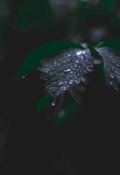 Rama Hojas Con Gotas Agua Lluvia Fría Hermosa Naturaleza —  Fotos de Stock