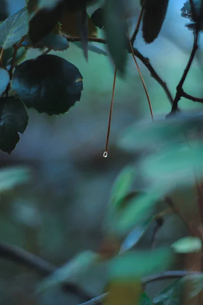 Rama Pino Con Gotas Agua Día Lluvia Fría —  Fotos de Stock