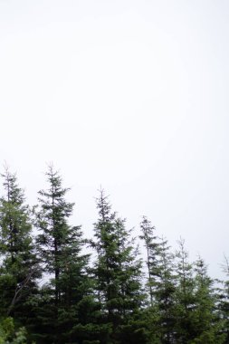 Koni ağaçları köşegen, arkaplan olarak beyaz gökyüzü hizalanır