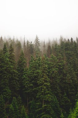 Sisli orman, sis, gizemli karanlık.