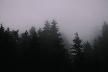 Sisli orman, sis, gizemli karanlık.