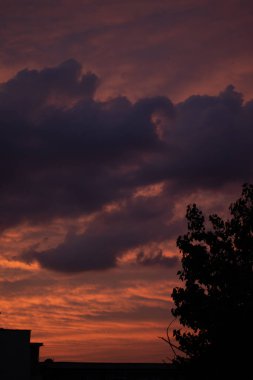 Günbatımı gökyüzü, turuncu pembe mor, ağaç doğası