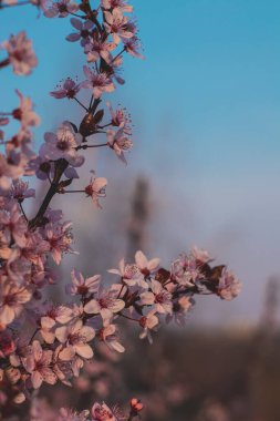 Bahar çiçekleri, çiçekler, doğa.