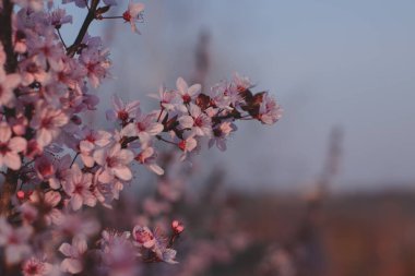 Bahar çiçekleri, çiçekler, doğa.