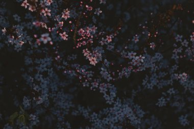 Bahar çiçekleri, çiçekler, doğa.