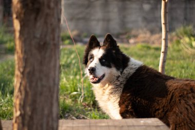 Güneş ışığında mavi gözlü Husky Dog.