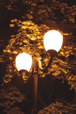 Sokak lambası huş ağacı, gece altın ışık