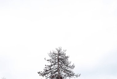 Arka planda beyaz gökyüzü olan bir ağaç, basit.