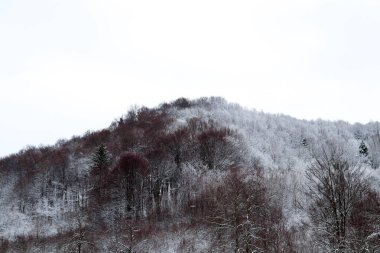 Kışın beyaz orman, soğuk kar