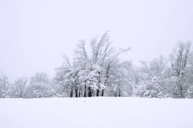 Kışın beyaz orman, soğuk kar