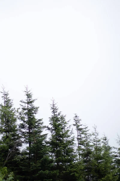 Koni ağaçları köşegen, arkaplan olarak beyaz gökyüzü hizalanır