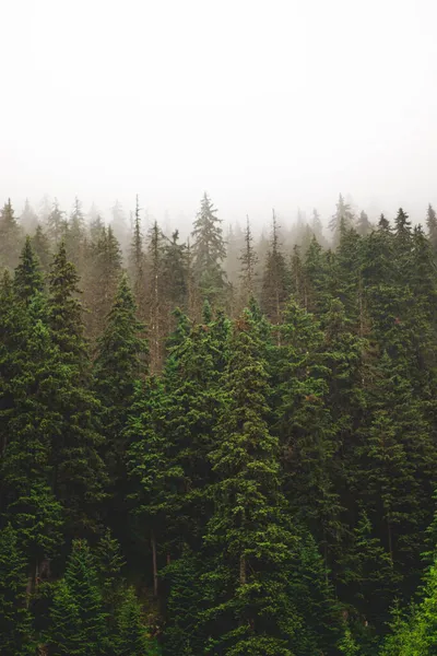 Sisli orman, sis, gizemli karanlık.