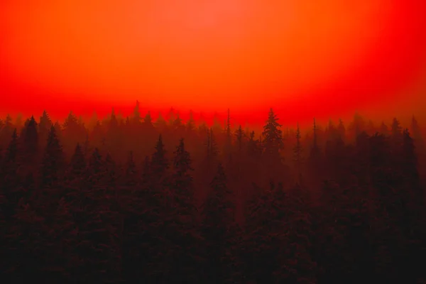 Floresta Vermelha Nebulosa Nevoeiro Escuridão Misteriosa — Fotografia de Stock