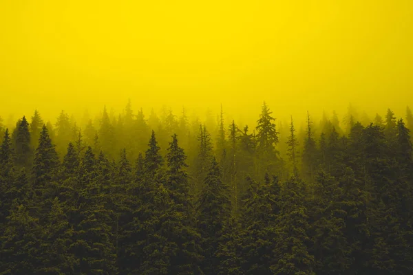 Foggy Yellow Forest Fog Mystery Darkness — Stock Photo, Image