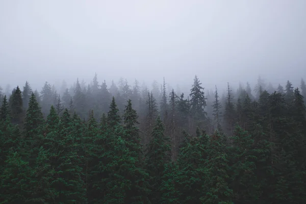 Misty Forest Fog Mystery Darkness — Stock Photo, Image