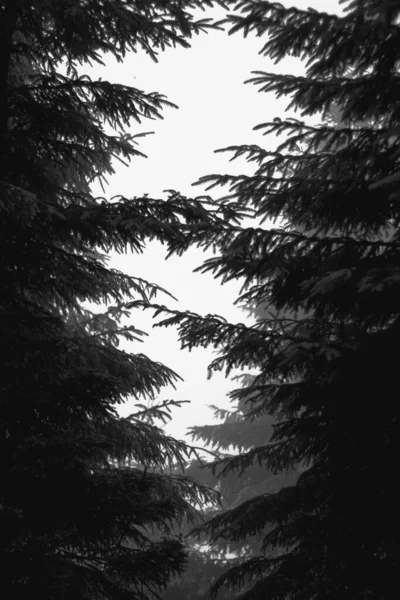 Floresta Nebulosa Nevoeiro Escuridão Misteriosa — Fotografia de Stock