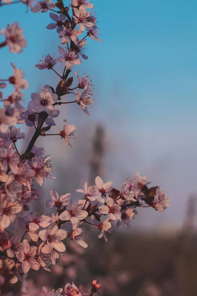 Bahar çiçekleri, çiçekler, doğa.