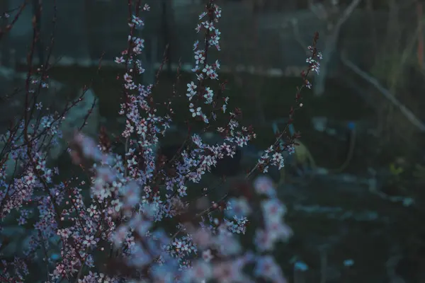 Bahar çiçekleri, çiçekler, doğa.