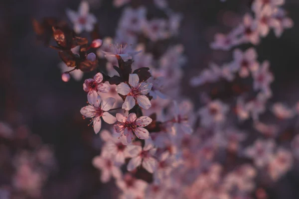 Vårblommor Blommor Natur — Stockfoto