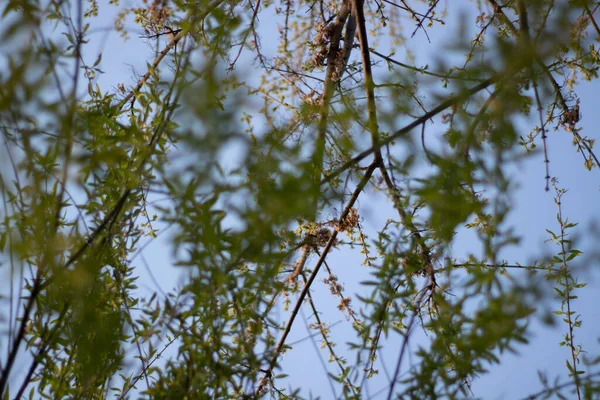 Feuilles Saule Avec Ciel Bleu Arrière Plan Été — Photo